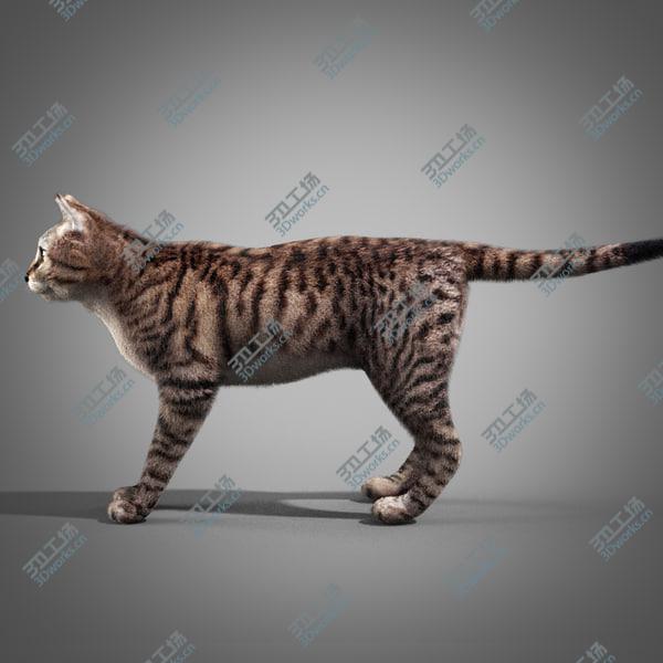images/goods_img/20210312/Striped Cat/5.jpg